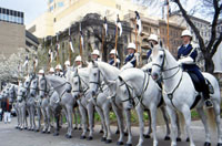 South Australian Police Greys